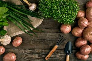 rosso patate su tela, aglio con verdura e un' giardino vanga e rastrello su un' di legno Marrone sfondo foto