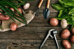 rosso patate su tela, aglio con verdura e un' giardino vanga e rastrello su un' di legno Marrone sfondo foto