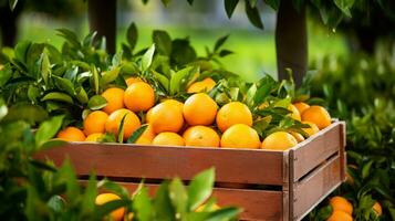 appena raccolto arancia frutta a partire dal giardino posto nel il scatole. generativo ai foto