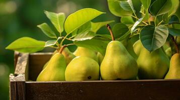 appena raccolto Pera frutta a partire dal giardino posto nel il scatole. generativo ai foto