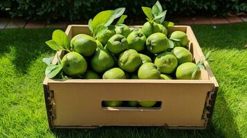 appena raccolto mamoncillo frutta a partire dal giardino posto nel il scatole. generativo ai foto