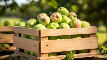 appena raccolto guaiava frutta a partire dal giardino posto nel il scatole. generativo ai foto