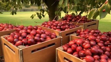 appena raccolto enau frutta a partire dal giardino posto nel il scatole. generativo ai foto