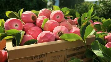 appena raccolto guaiava bol frutta a partire dal giardino posto nel il scatole. generativo ai foto