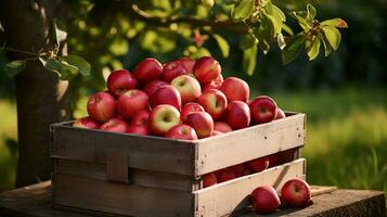 appena raccolto Mela frutta a partire dal giardino posto nel il scatole. generativo ai foto