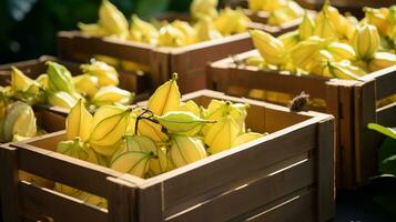 appena raccolto carambole frutta a partire dal giardino posto nel il scatole. generativo ai foto