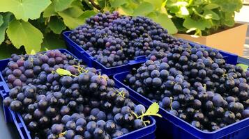 appena raccolto chico frutta a partire dal giardino posto nel il scatole. generativo ai foto