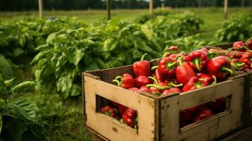 appena raccolto campana Pepe frutta a partire dal giardino posto nel il scatole. generativo ai foto