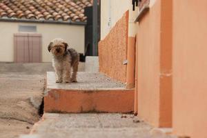 cane peloso errante foto