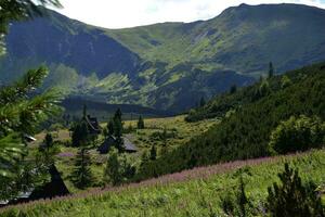 un' di legno Casa nel un' valle nel montagne vicino 'schronisko murowaniec'. il sbalorditivo naturale bellezza di zakopane, Polonia. alberi, foresta, lilla fiori, montagne, paesaggio, estate foto