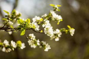 ramo di melo in fiore foto