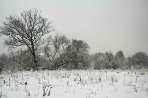 paesaggio invernale innevato foto