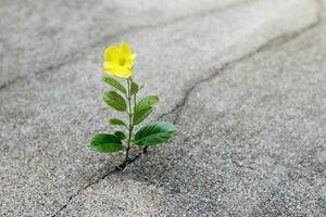 fiore giallo che cresce su crack street, concetto di speranza foto