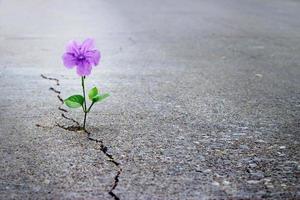 fiore viola che cresce su crack street, soft focus, testo vuoto foto