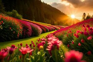 il sole è ambientazione al di sopra di un' campo di rosa fiori. ai-generato foto