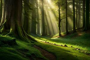 un' foresta con luce del sole splendente attraverso il alberi. ai-generato foto