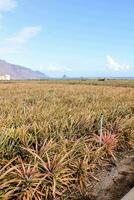 un' ananas campo con molti impianti e un' uomo in piedi nel il mezzo foto