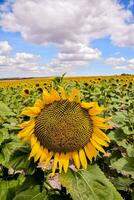 un' girasole nel un' campo con blu cielo e nuvole foto