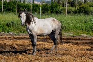 un' cavallo in piedi nel un' campo con erba e alberi foto