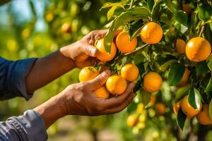 vicino su di contadino maschio mani raccolta arancia o mandarino frutta. biologico cibo, raccolta e agricoltura concetto. generato ai. foto