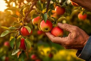 vicino su di contadino maschio mani raccolta rosso mele frutta. biologico cibo, raccolta e agricoltura concetto. generato ai. foto