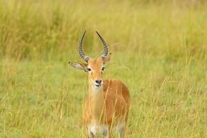 uganda kob nella savana foto
