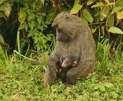 babbuino oliva madre e bambino foto