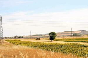 un' campo con girasoli e un' albero nel il distanza foto