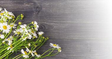 bianca camomilla fiori buio su di legno sfondo foto