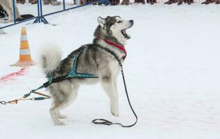 cane nel il inverno concorsi peso traino foto