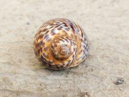 conchiglia su sabbioso spiaggia foto