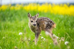 giovane selvaggio capriolo cervo nel erba, capreolus capreolo. nuovo Nato capriolo cervo, selvaggio primavera natura. foto