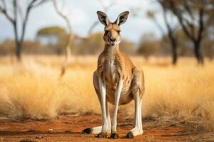 canguro roaming liberamente nel il australiano cespuglio. generativo ai foto