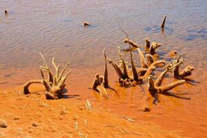 morto alberi nel il acqua a il bordo di un' lago foto