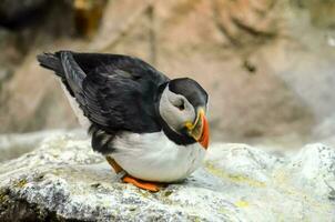 un' puffino uccello è seduta su un' roccia foto