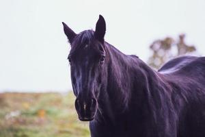 primo piano del volto di un cavallo in un animale da fattoria foto