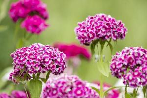 piccoli fiori viola iberis umbellate in estate in un giardino