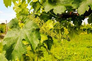 un' vigneto con verde le foglie e fiori foto