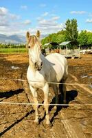 un' cavallo in piedi nel un' sporco campo con un' recinto foto