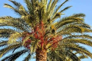 un' palma albero contro un' blu cielo foto