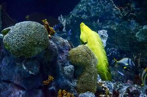 un' giallo pesce è nuoto nel un acquario foto