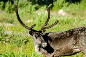 un' renna con grande corna in piedi nel un' erboso campo foto