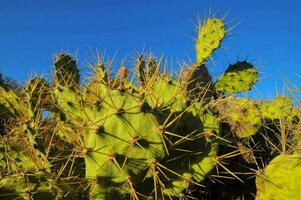 un' cactus pianta con molti picchi su esso foto