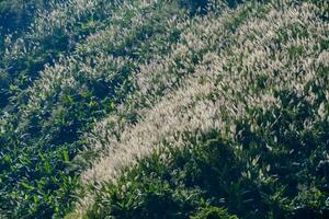 un' erboso pendio con alto erbe e alberi foto