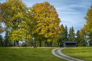 verde campo con autunno alberi foto