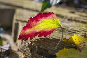 foglie colorate in autunno foto