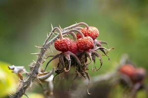 ohhh, rosa fianchi nel autunno foto