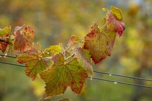 foglie colorate in autunno foto