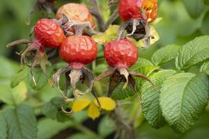 ohhh, rosa fianchi nel autunno foto