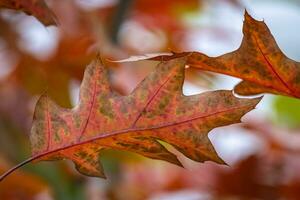 foglie colorate in autunno foto